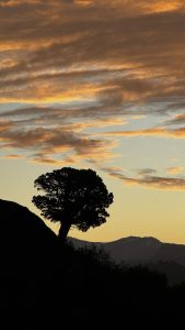 Atardecer con Araucariasn en la Villa Pehuenia.