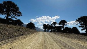 Camino de ripio entre bosquecitos de araucarias en la precordillera andina camino a Villa Pehuenia.