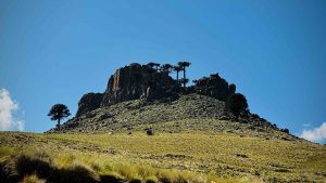 Formaciones rocosas de la estepa patagónica coronadas por araucarias en la precordillera de los Andes.