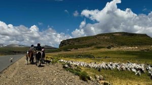 Arreo de ovejas en la estepa neuquina al costado de la ruta en el trayecto hacia Villa Pehuenia.