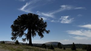 Araucaria solitaria en la estepa patagónica, destacándose sobre el paisaje abierto.