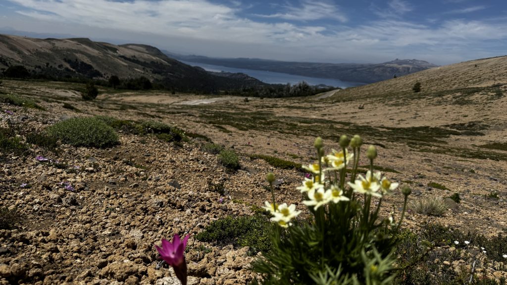 Flores de altura en la ladera este del Batea Mahuida, con las laderas verdes de los Andes y los lagos de Villa Pehuenia–Moquehue al fondo.