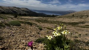 Flores de altura en la ladera este del Batea Mahuida, con las laderas verdes de los Andes y los lagos de Villa Pehuenia–Moquehue al fondo.